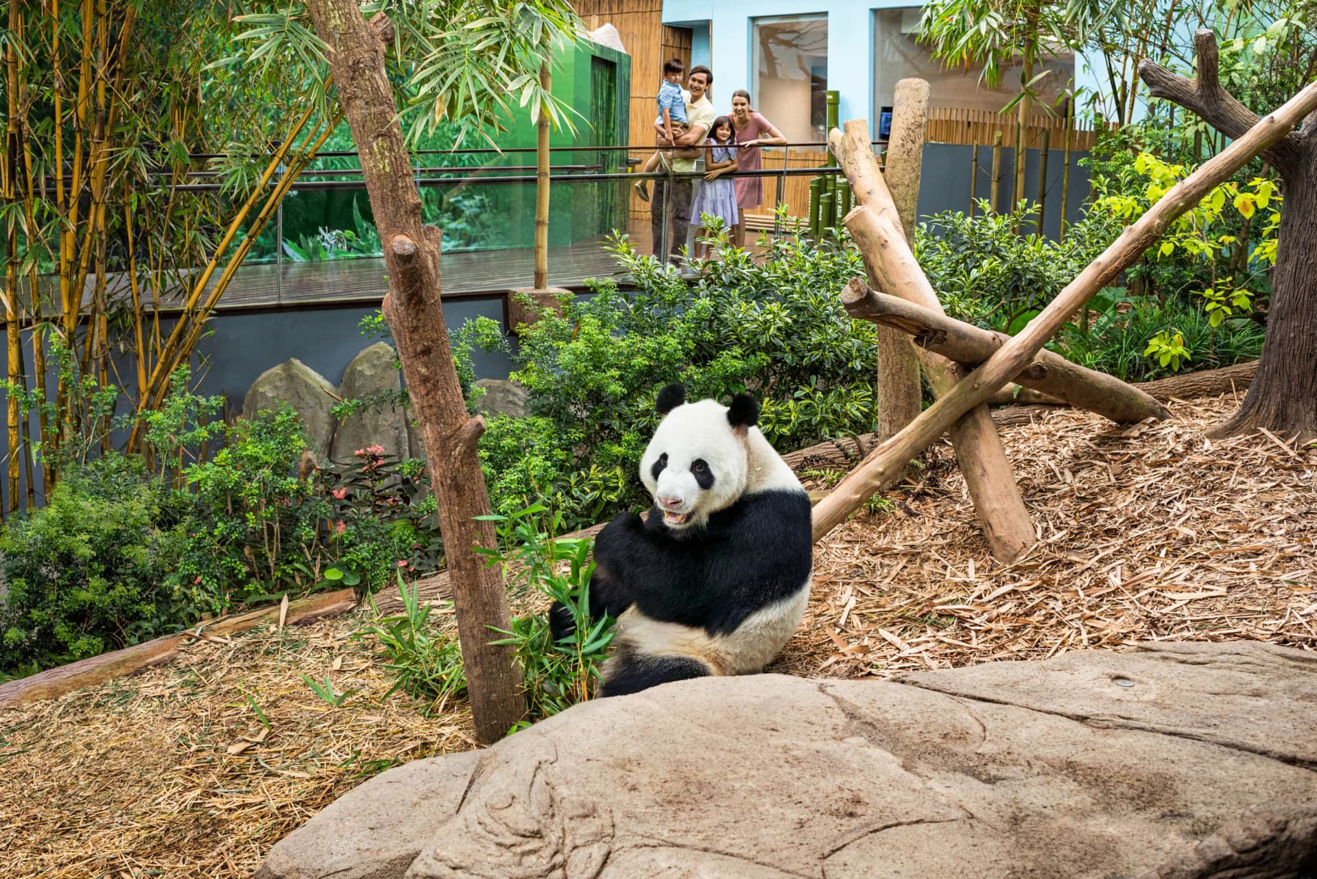 Giant Pandas at River Wonders in Singapore