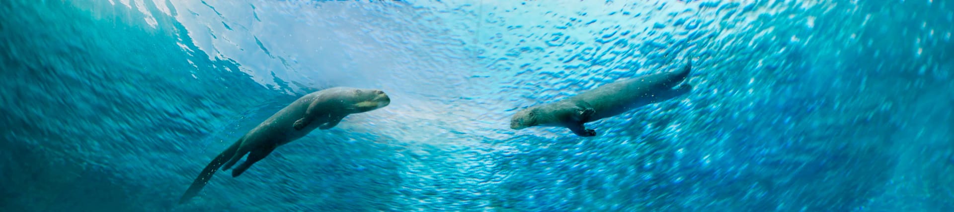 Giant River Otters at River Wonders, Singapore