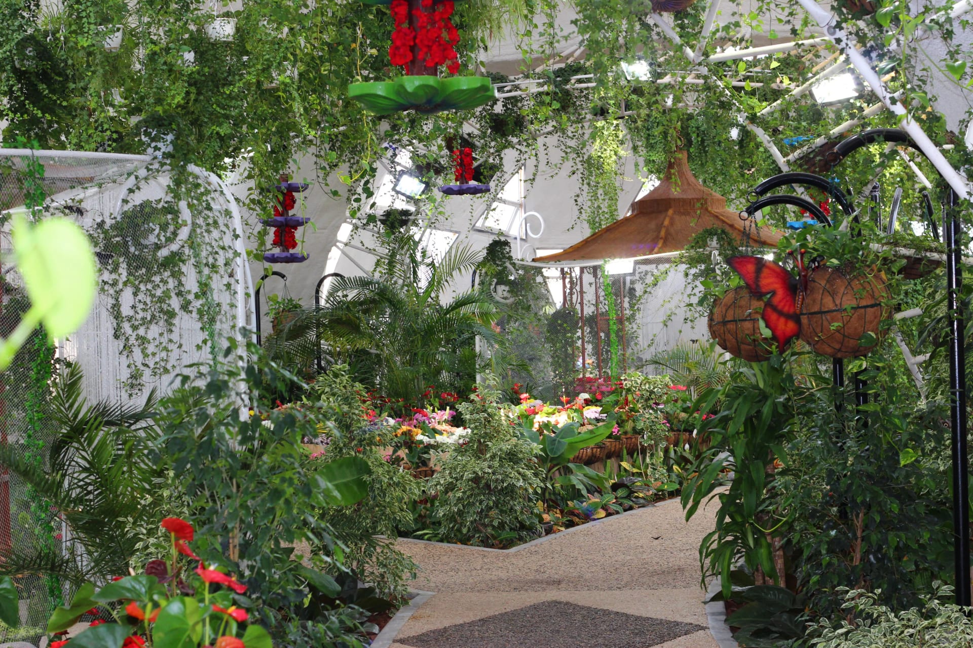 Colorful butterflies at Dubai Butterfly Garden
