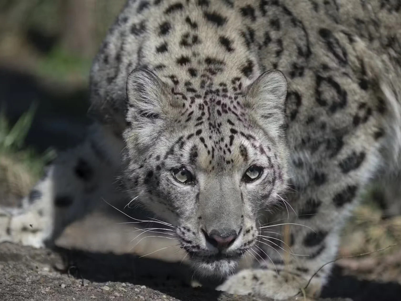 Visitors enjoying Central Park Zoo in New York City