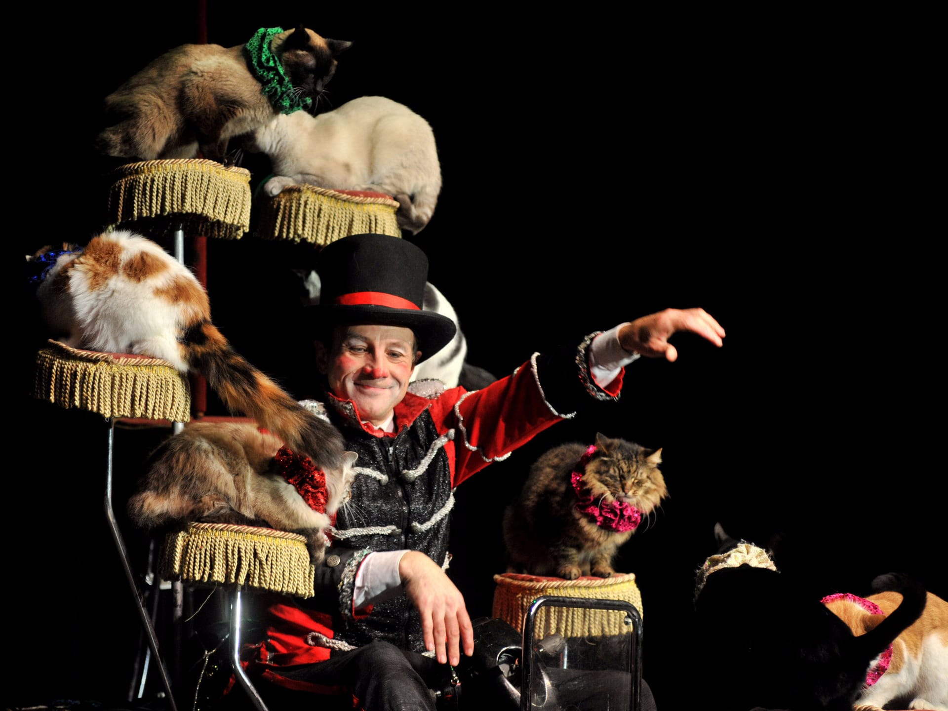 Popovich Comedy Pet Theater tickets in Las Vegas - Explore More | TickYourList