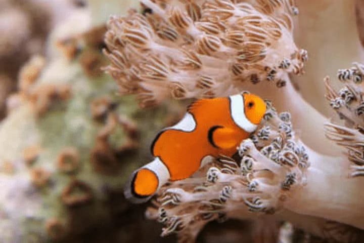 Colorful marine life at New York Aquarium
