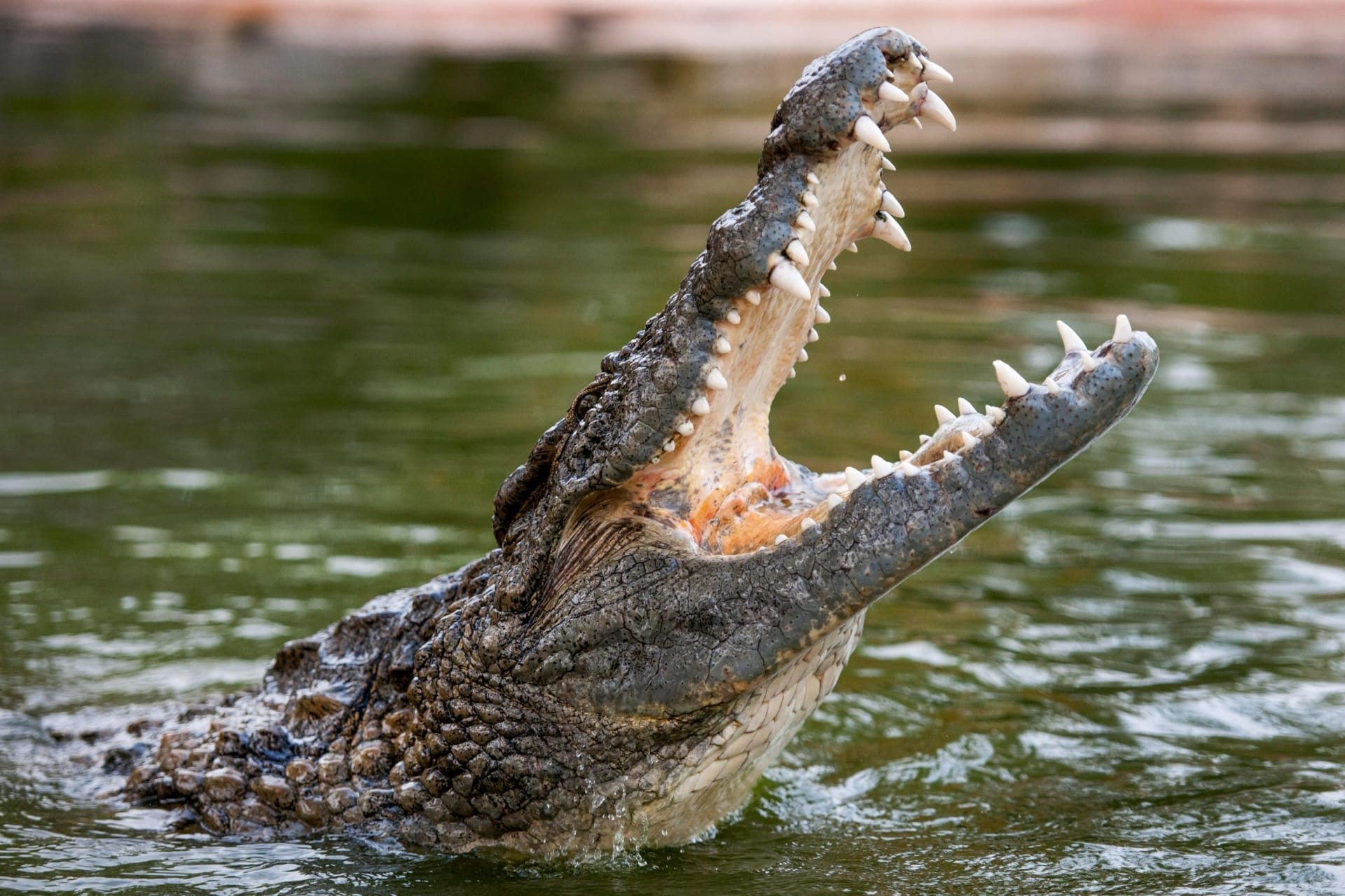 Visitors exploring Dubai Crocodile Park attractions