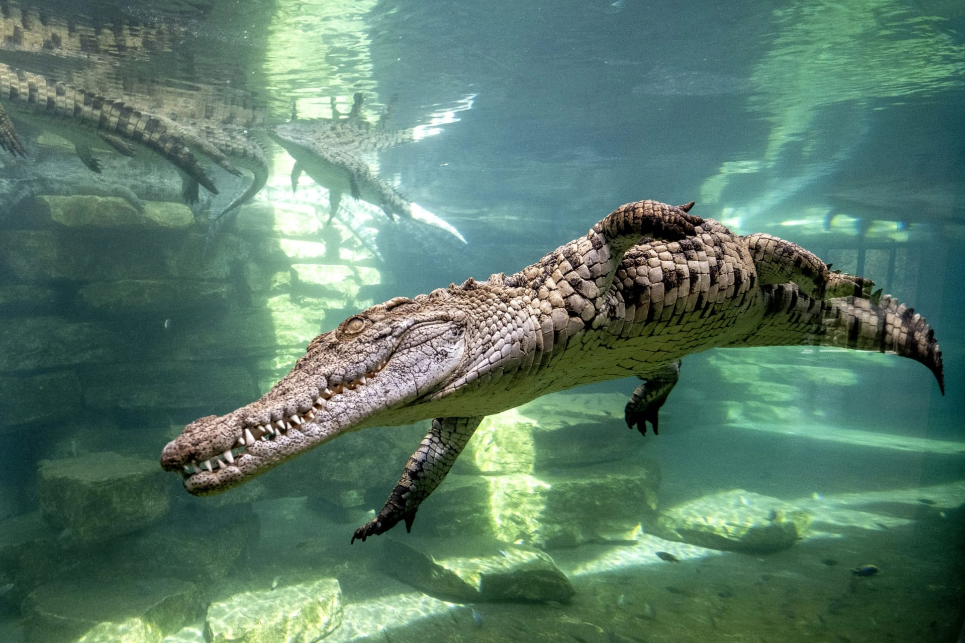 Dubai Crocodile Park ticket experience