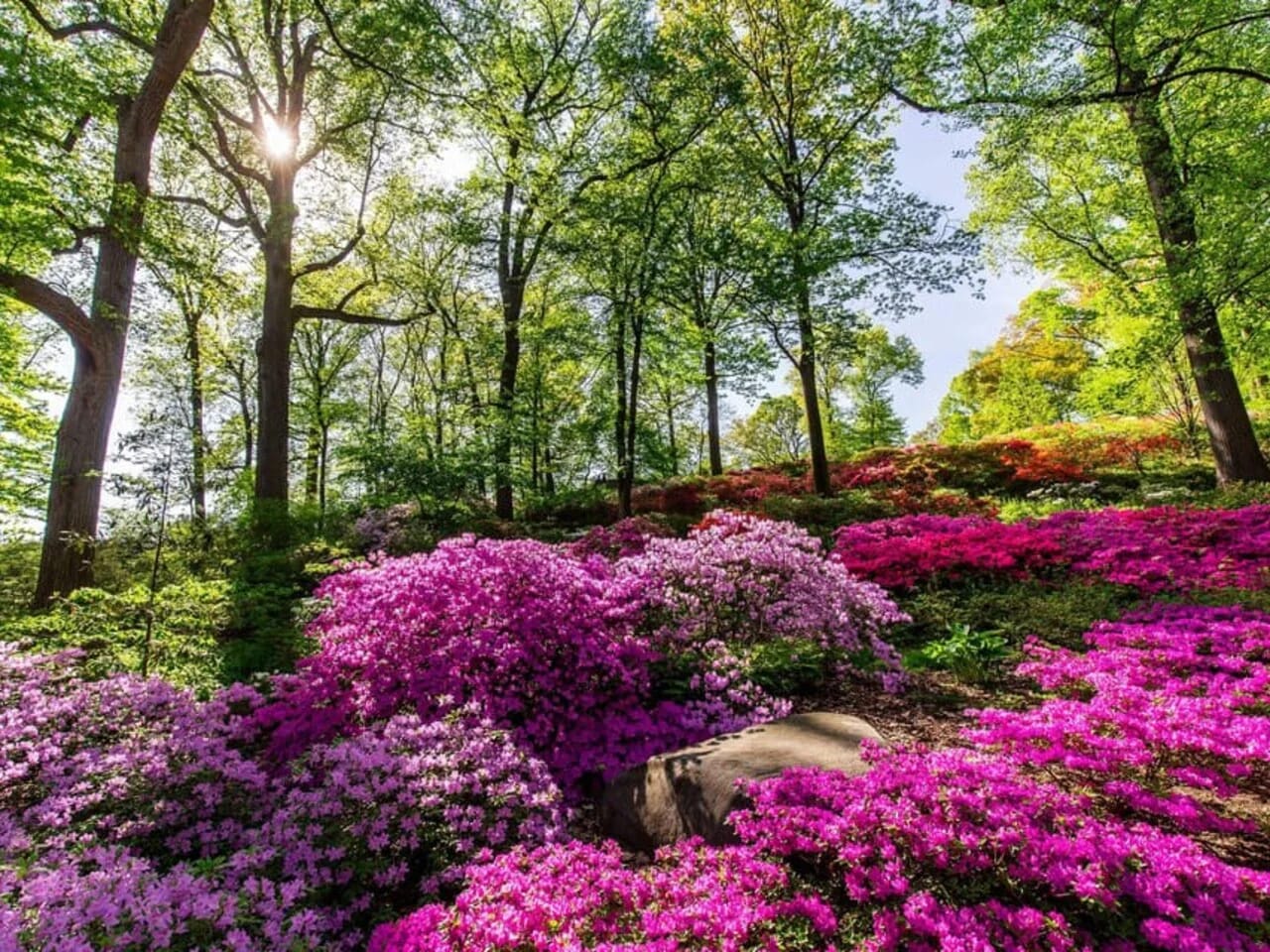 Visitors exploring New York Botanical Garden in spring