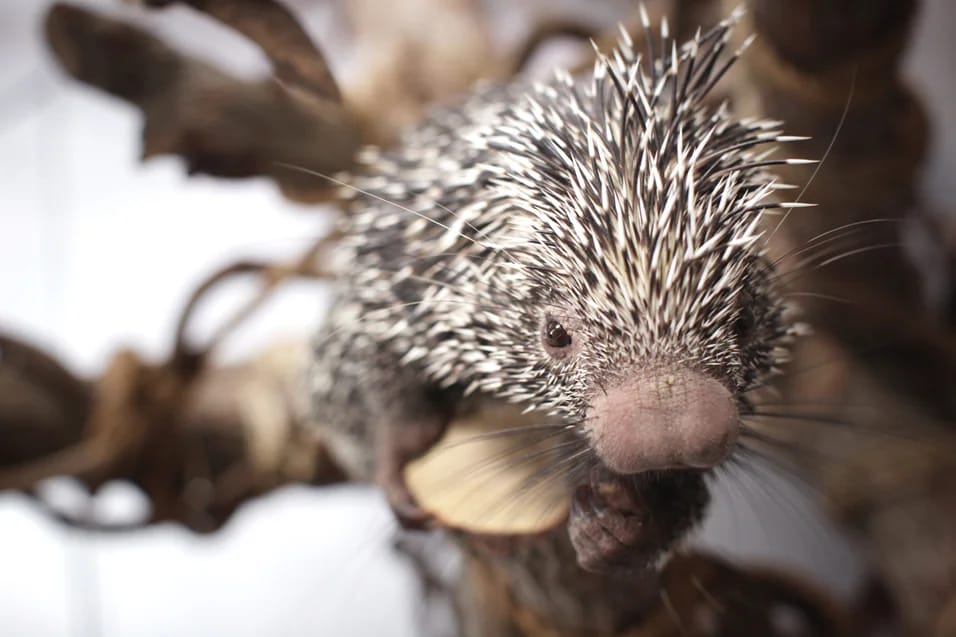 Exploring The Green Planet in Dubai, UAE