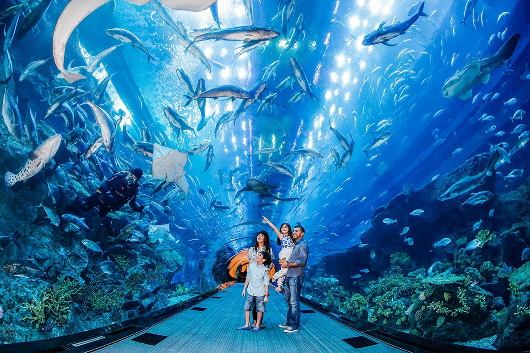 Explore the Dubai Aquarium in Dubai Mall