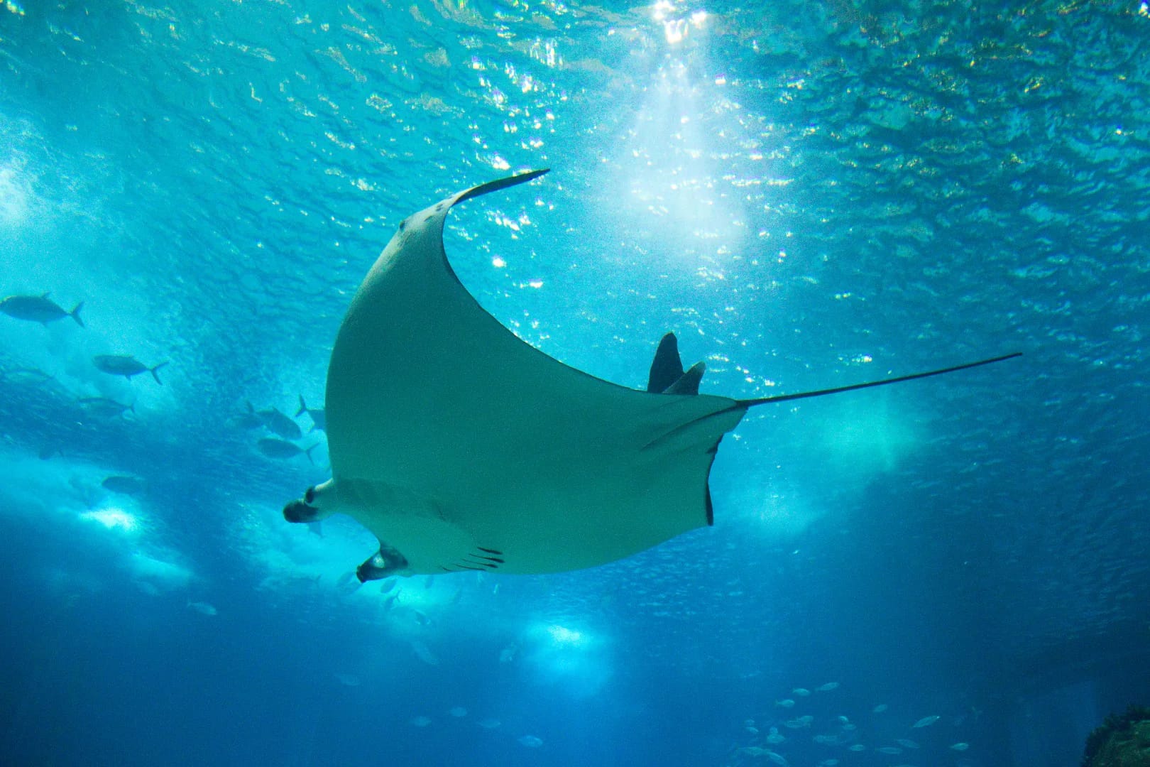 Stingray swimming in Dubai Aquarium tank