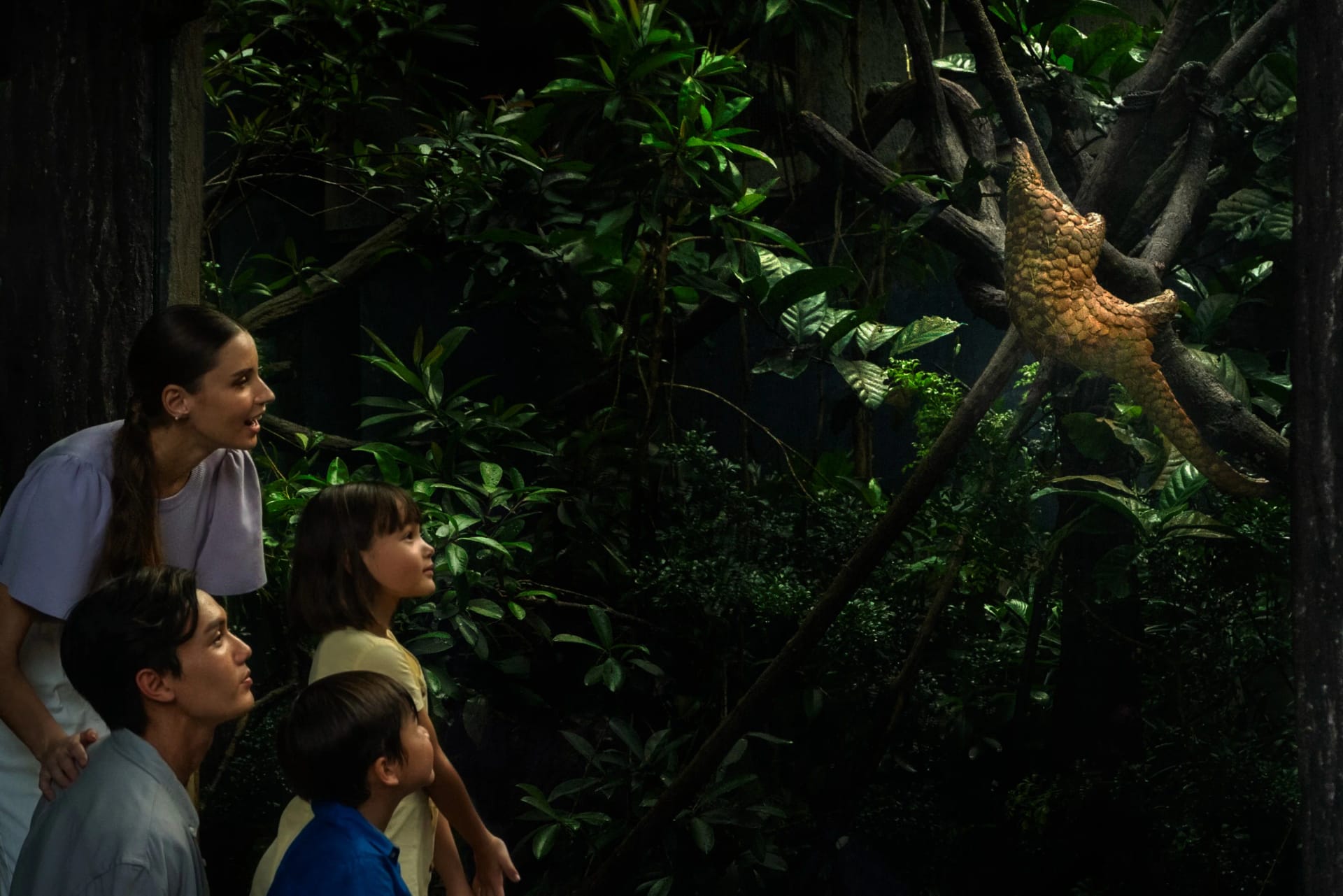 Night Safari experience at Mandai Wildlife Reserve, Singapore