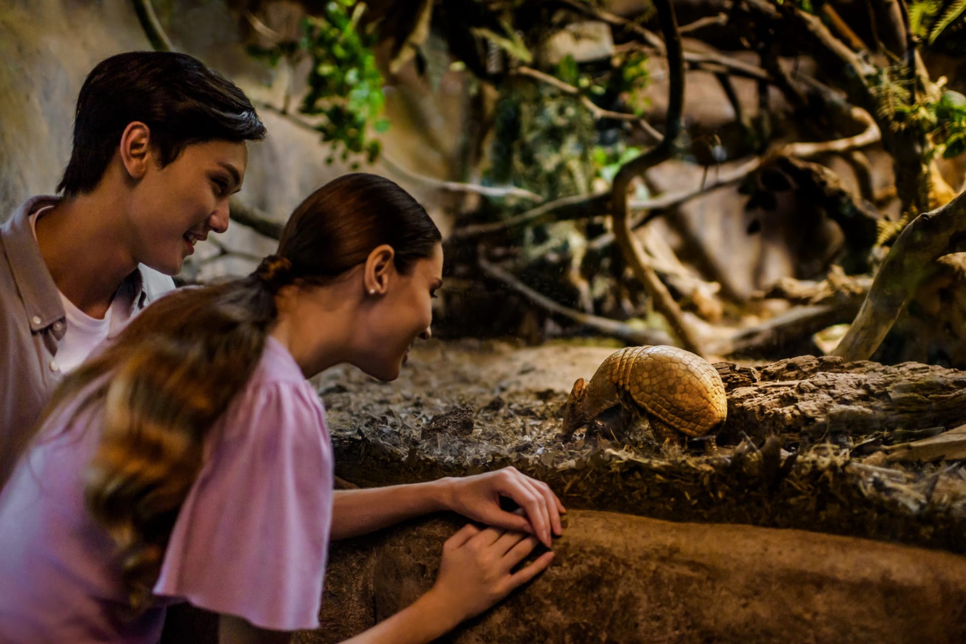 Southern three-banded armadillos at Night Safari, Singapore