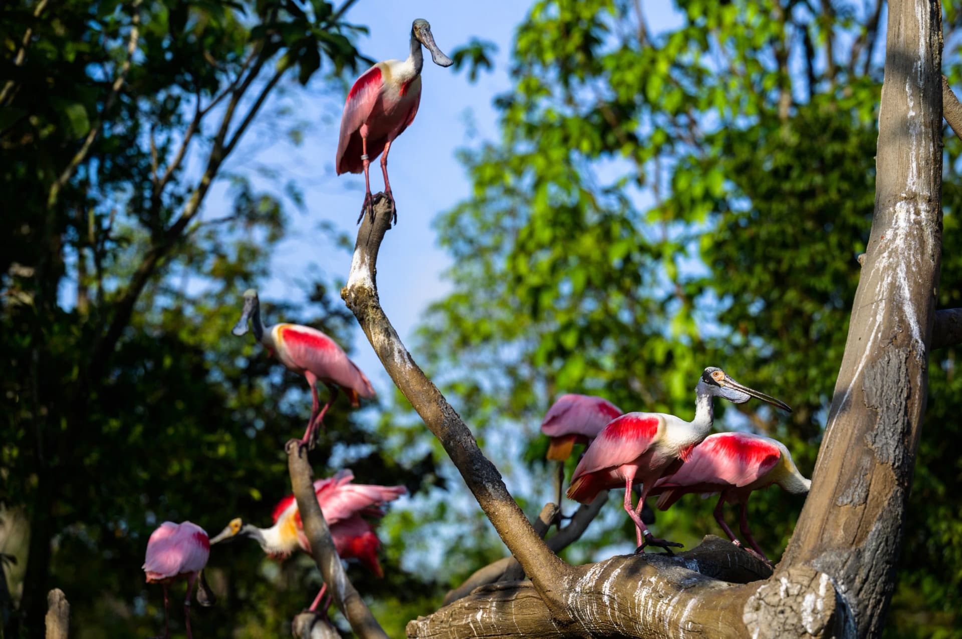 Bird Paradise Ticket Experience | Singapore