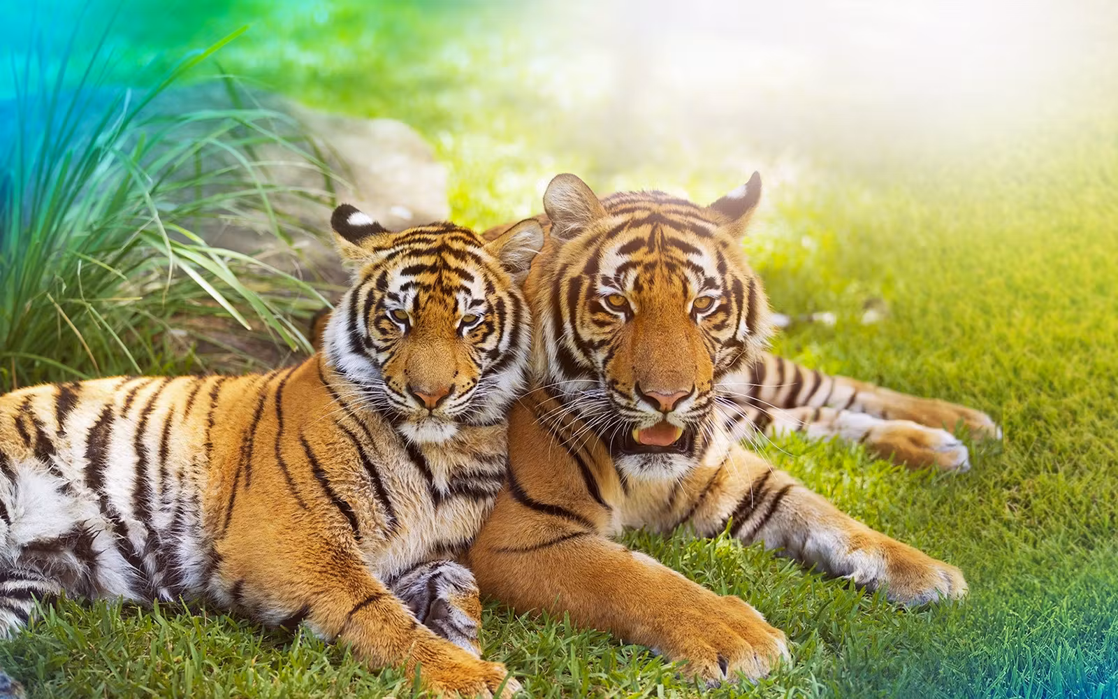 Dreamworld Gold Coast Tickets in Gold Coast - Activities | TickYourList