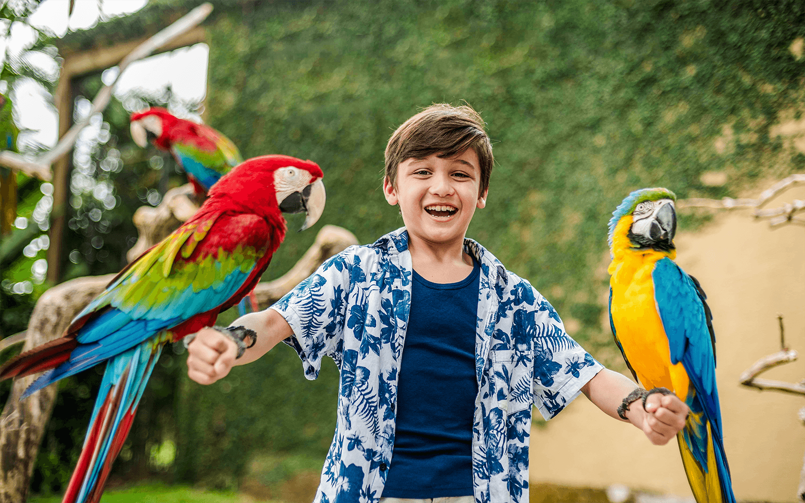 Bali Bird Park Tickets with Tea Time & Hotel Transfers