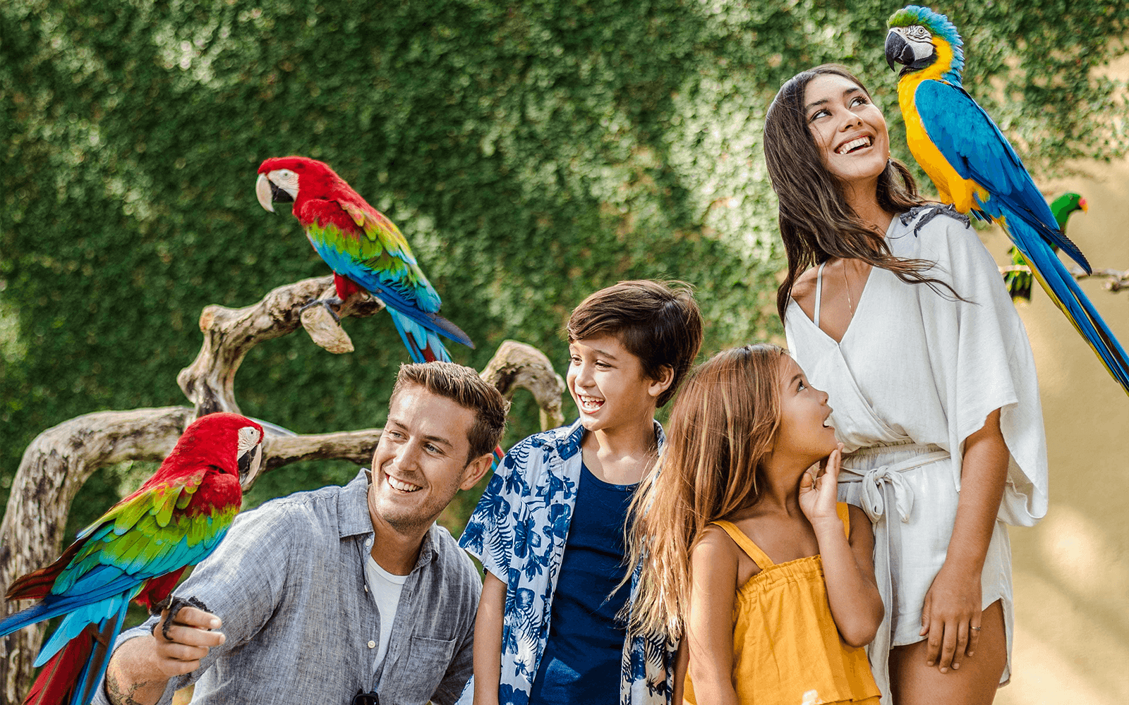 Bali Bird Park Tickets with Tea Time & Hotel Transfers in Bali - Highlights | TickYourList