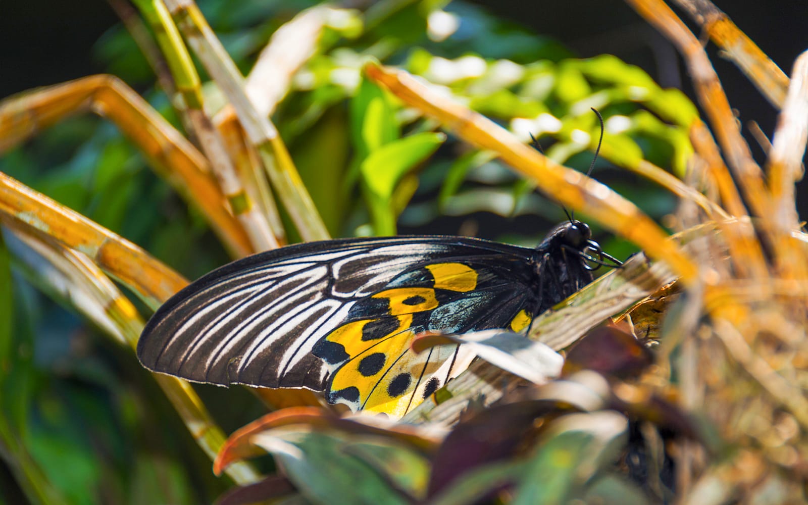 40a29129071e3301ef884143876c8421-30113-bali-bali-butterfly-park-tabanan-tickets-03.jpg