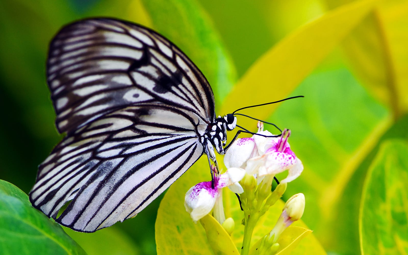 ae42ccabe4c1a7dc93811d25494831ba-30113-bali-bali-butterfly-park-tabanan-tickets-04.jpg