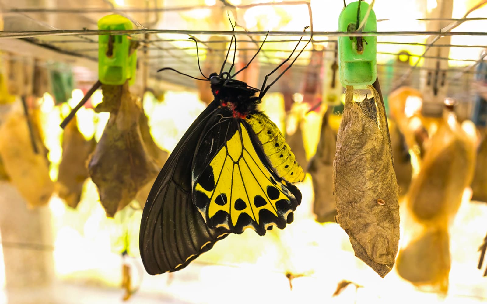 Kemenuh Butterfly Park Tickets in Bali in Bali - Attractions | TickYourList