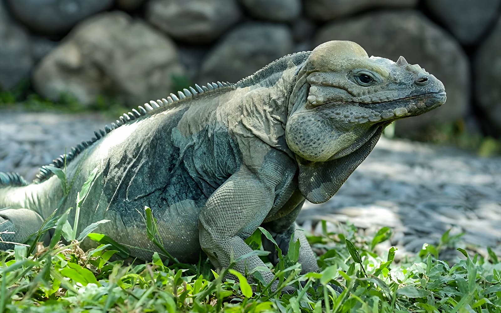 Tickets to Bali Reptile Park in Bali - Features | TickYourList