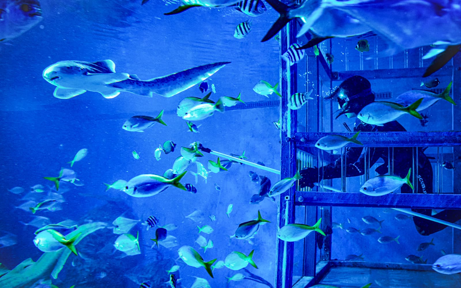 Marine Safari Bali Tickets