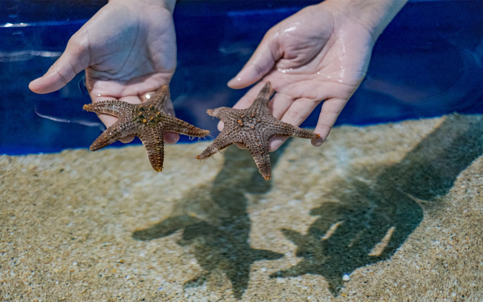 Marine Safari Bali Tickets in Bali - Attractions | TickYourList