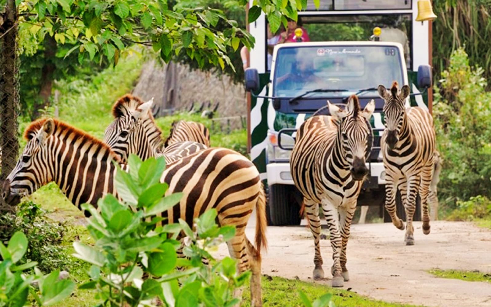 Tickets to Bali Safari Explorer in Bali - Highlights | TickYourList
