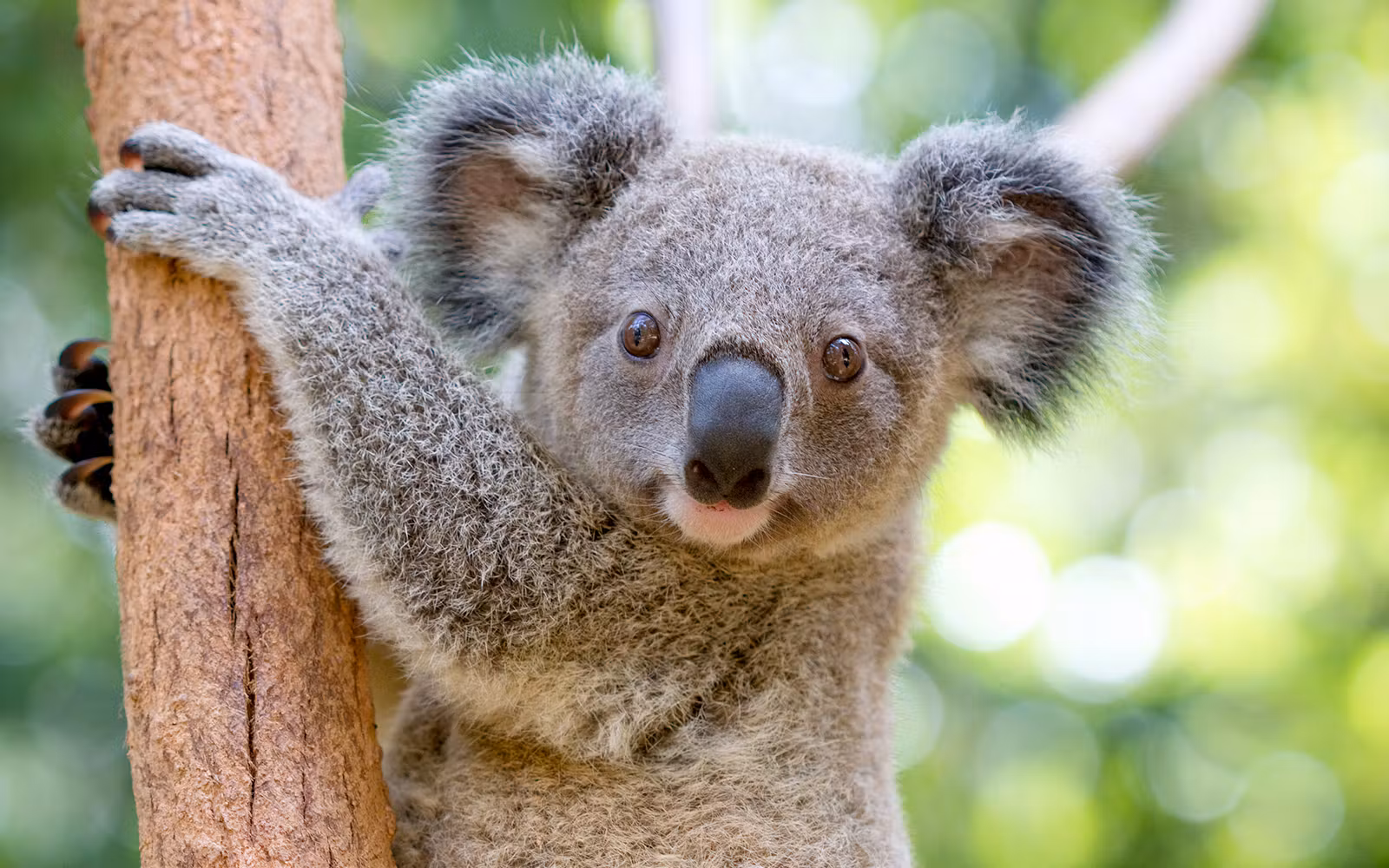 Currumbin Wildlife Sanctuary Tickets in Gold Coast - Activities | TickYourList