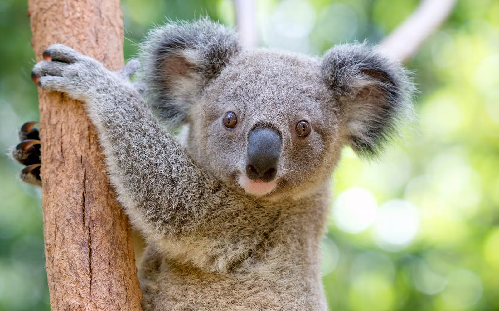 Currumbin Wildlife Sanctuary Tickets in Gold Coast - Activities | TickYourList