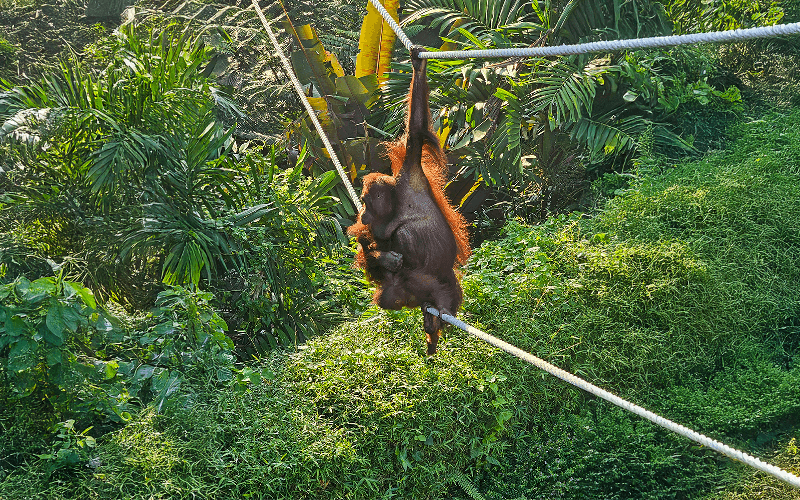 b443e58fab4bbacbca055b107503baa7-Orangutan-show.png