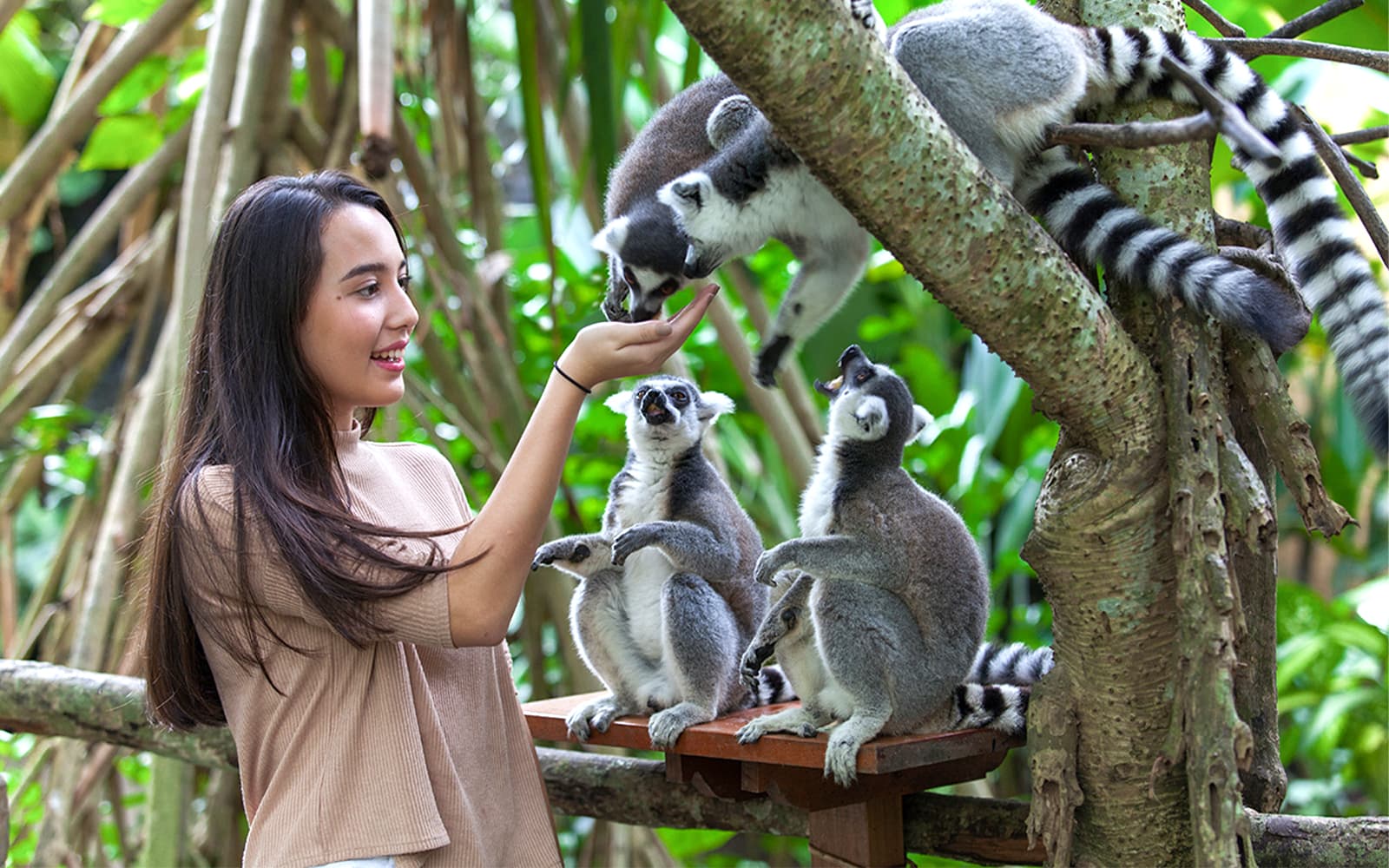 Bali Zoo Tickets + Breakfast with Orangutans