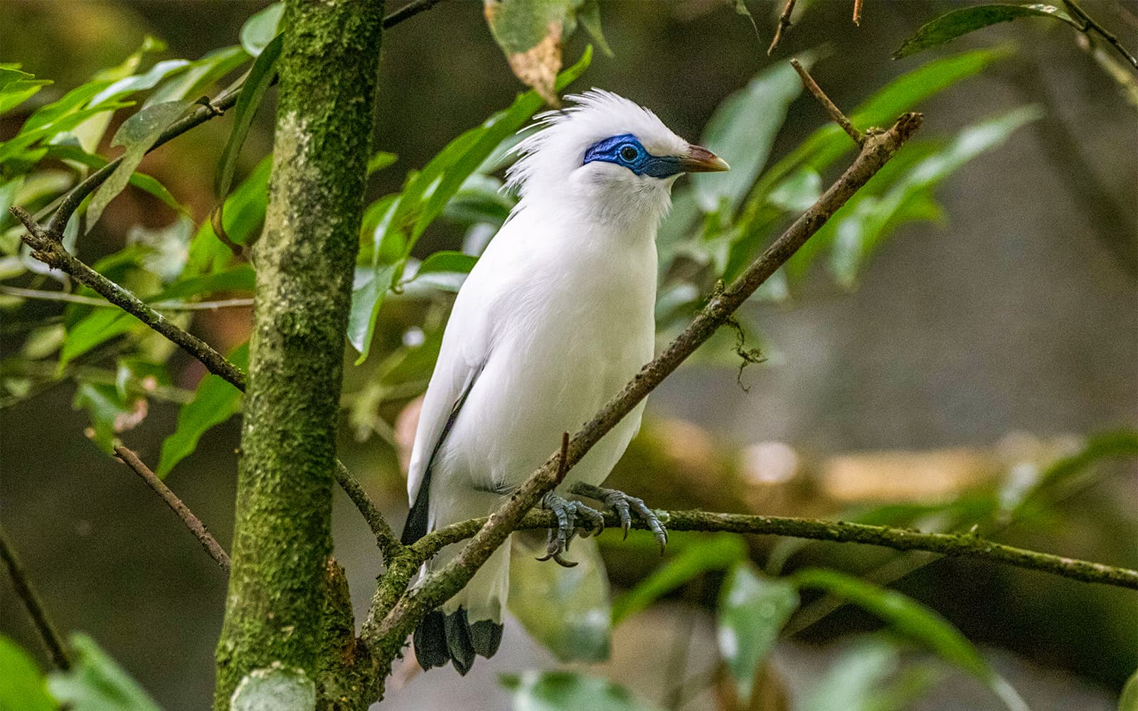 Combo (Save 20%): Bali Bird Park & Bali Reptile Park Tickets in Bali - Activities | TickYourList