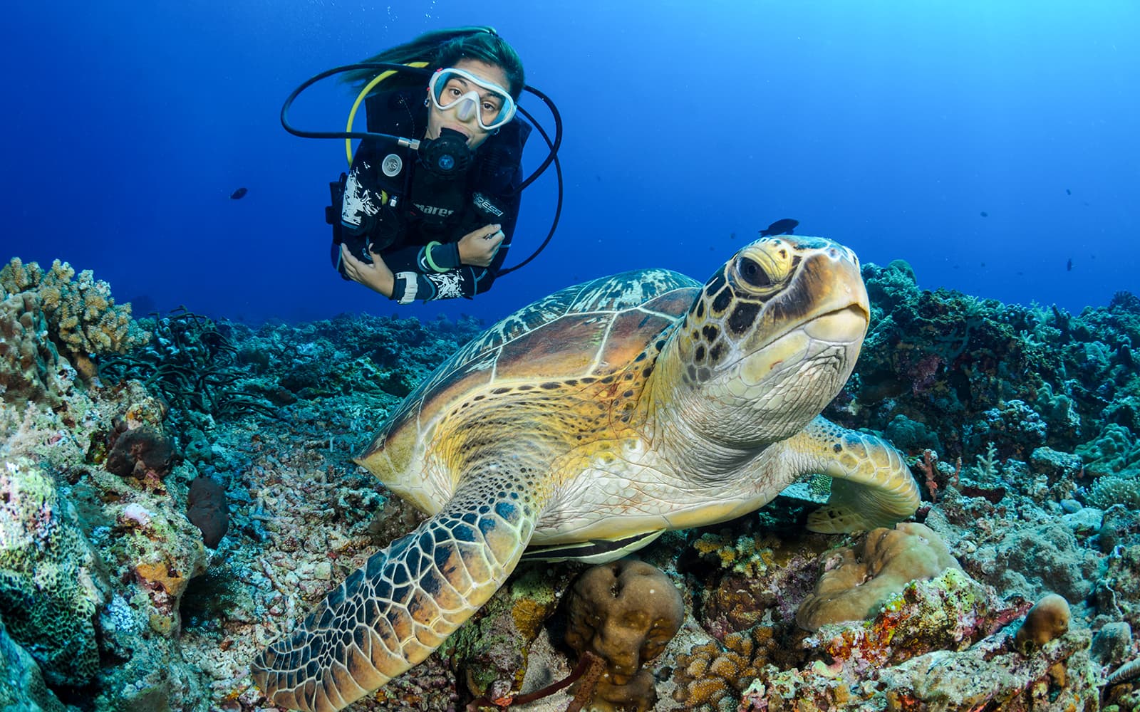 Combo (Save 25%): Tanjung Benoa Scuba Diving + Devdan Show Tickets in Bali - Highlights | TickYourList