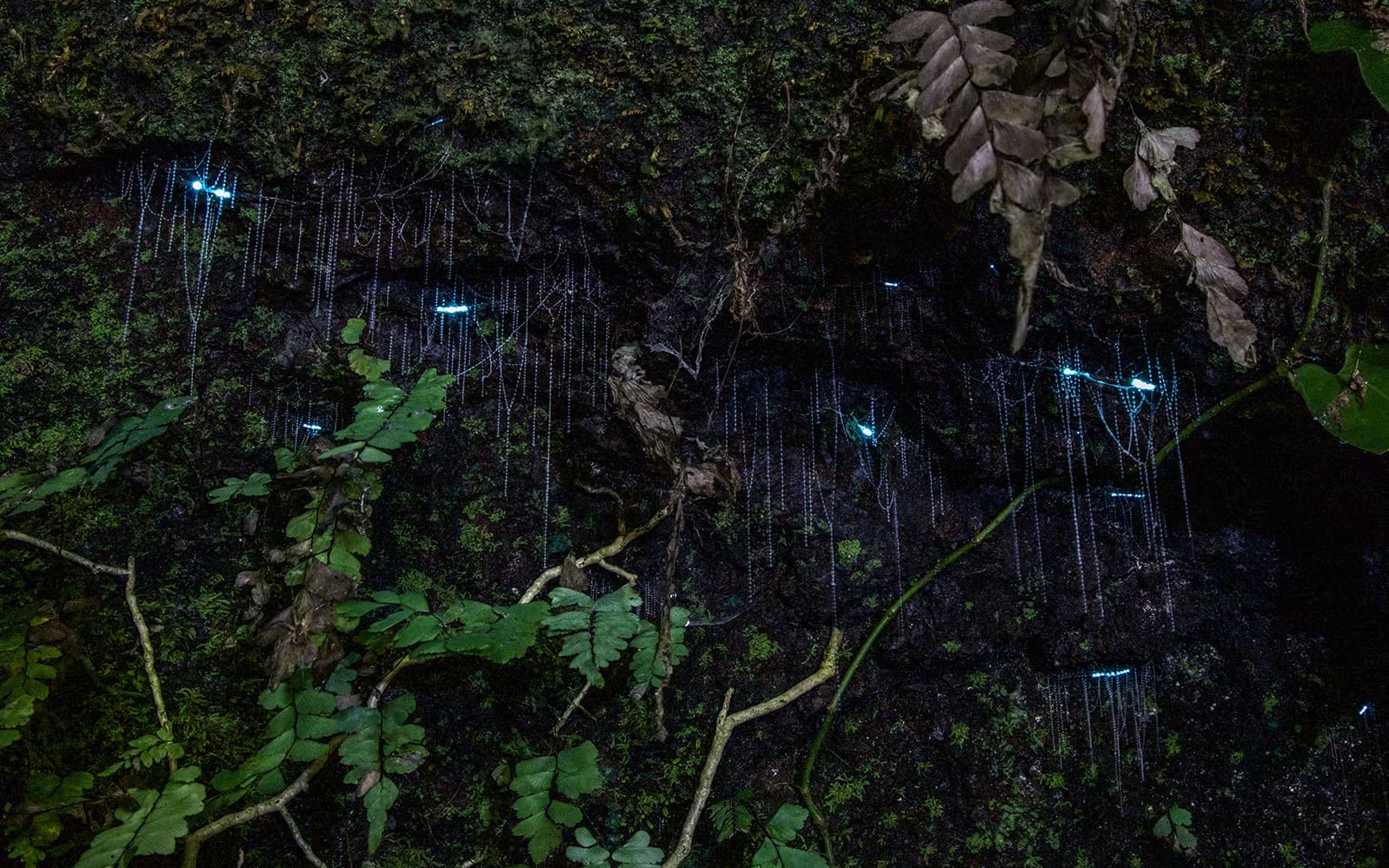04d02150-b3bd-4ed7-a019-7f5c6d62d9a2-15443-brisbane-evening-rainforest---glow-worm-experience-01-2-.avif