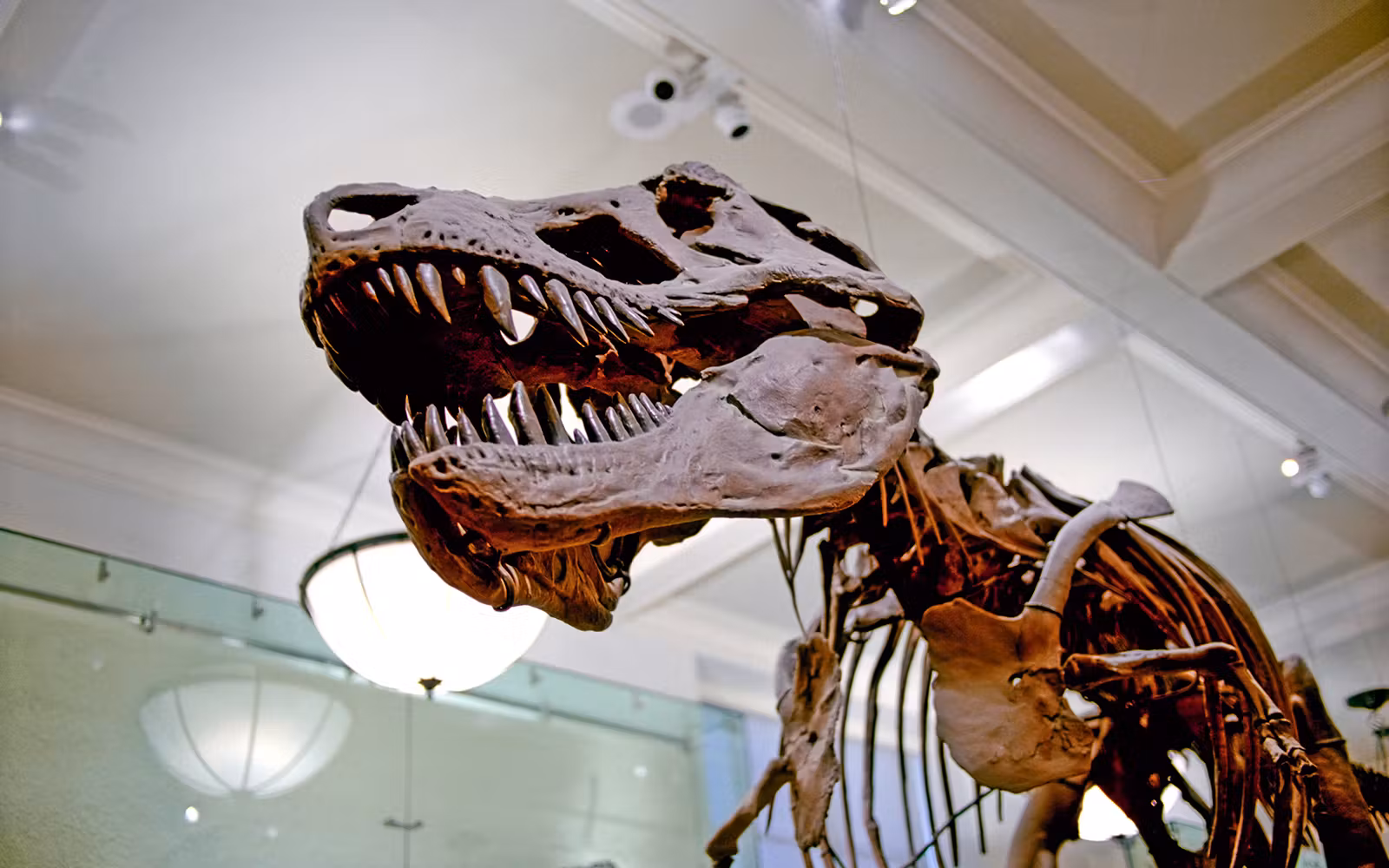 Melbourne Museum Tickets experience in Melbourne | TickYourList