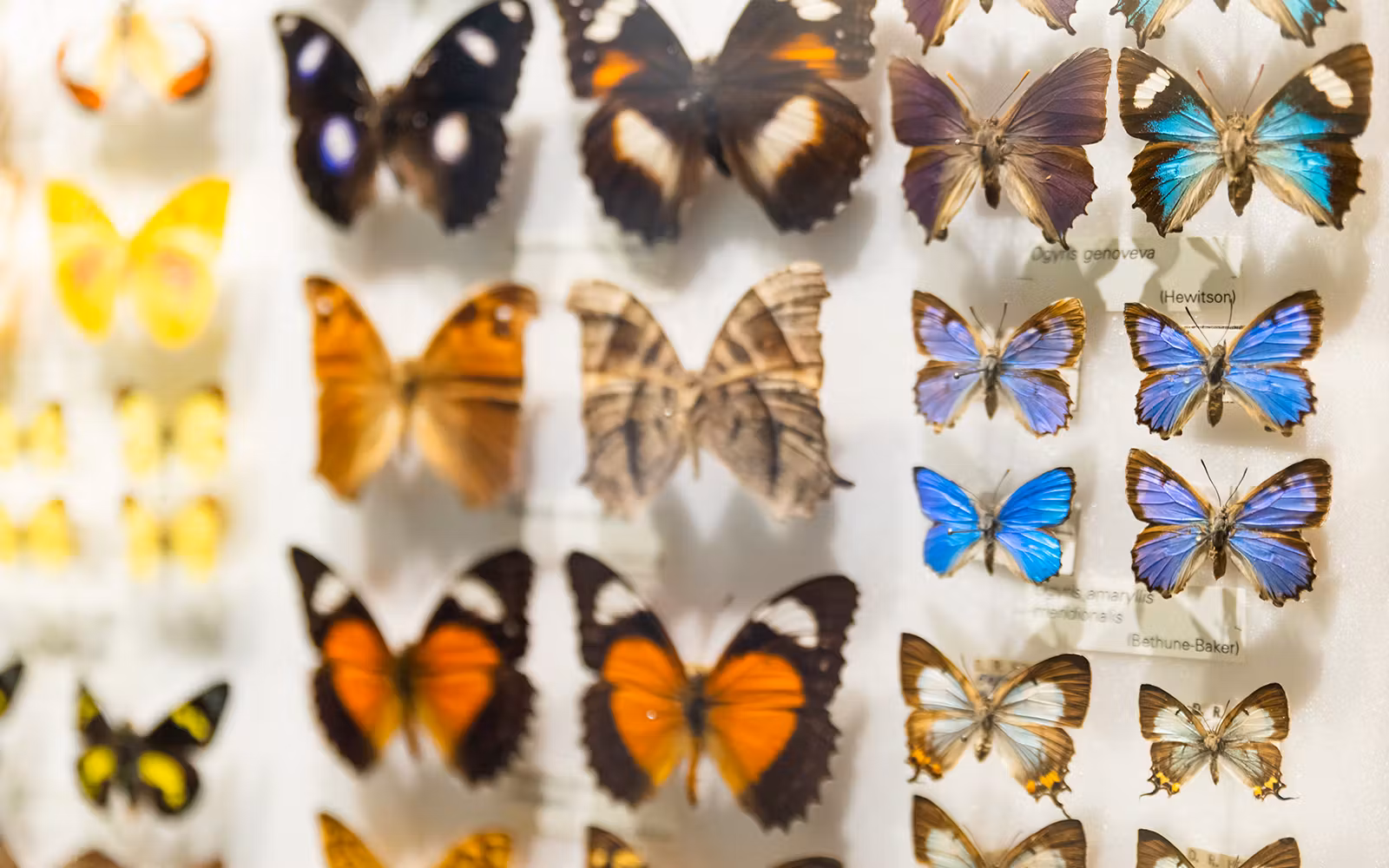 Melbourne Museum Tickets in Melbourne - Features | TickYourList