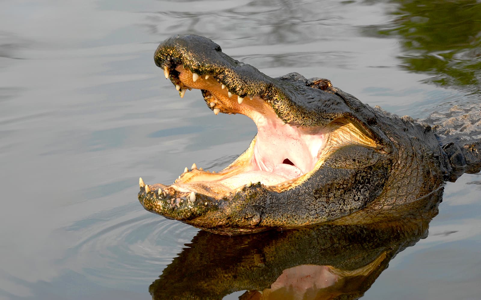 Gatorland Skip-the-Line Tickets