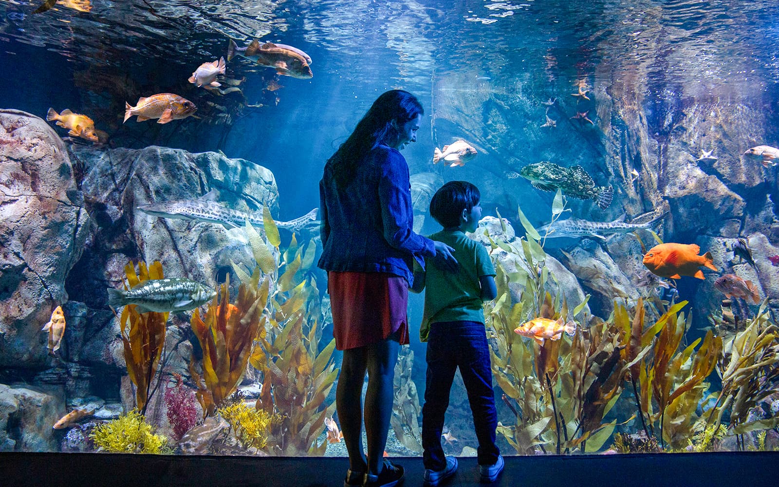 Go City Los Angeles Explorer Pass: Choose 2/3/4/5/7 Attractions tickets in Los Angeles - Highlights | TickYourList