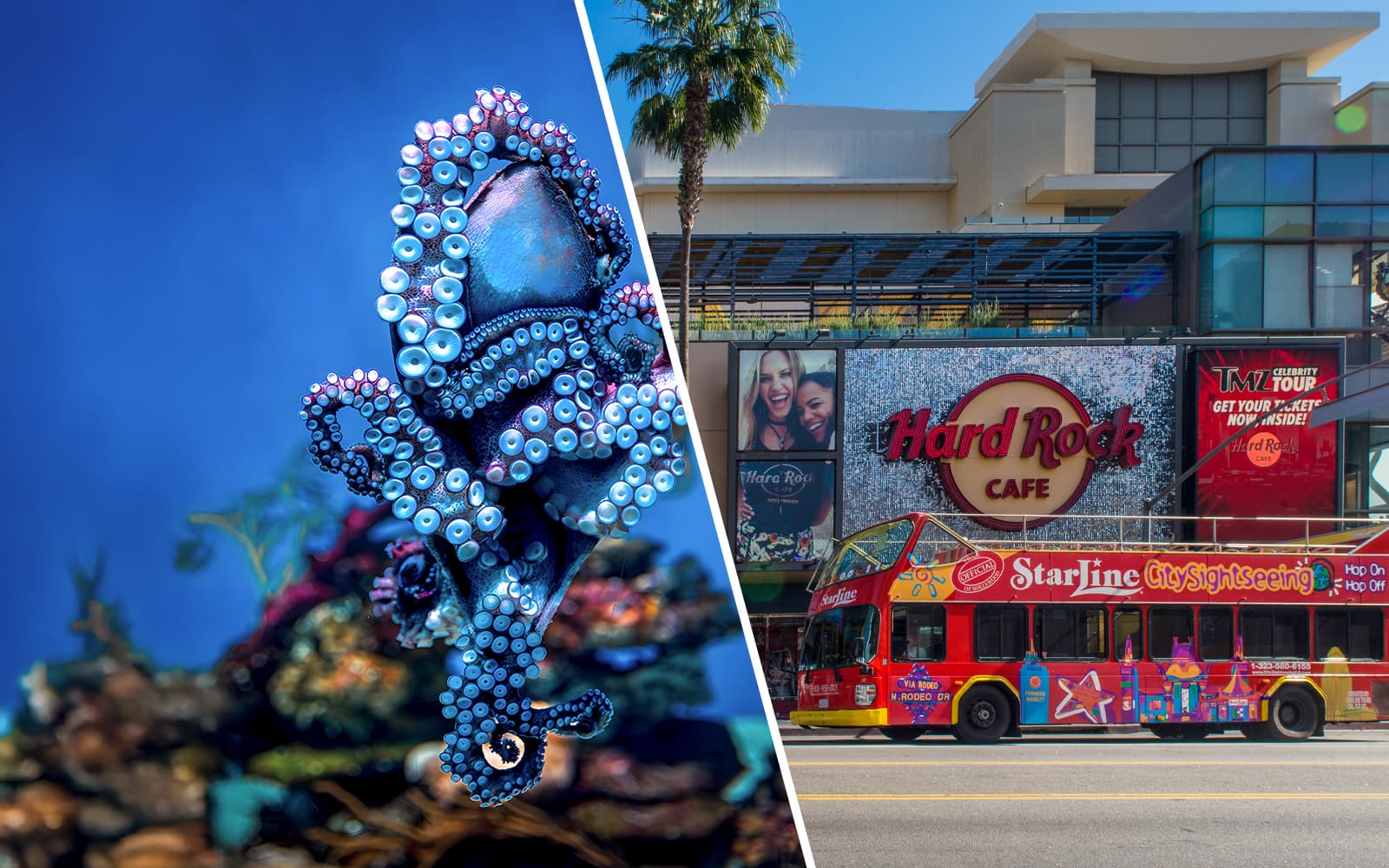 Combo (Save 10%): Aquarium of the Pacific + City Sightseeing Los Angeles & Hollywood Hop-On Hop-Off Tickets
