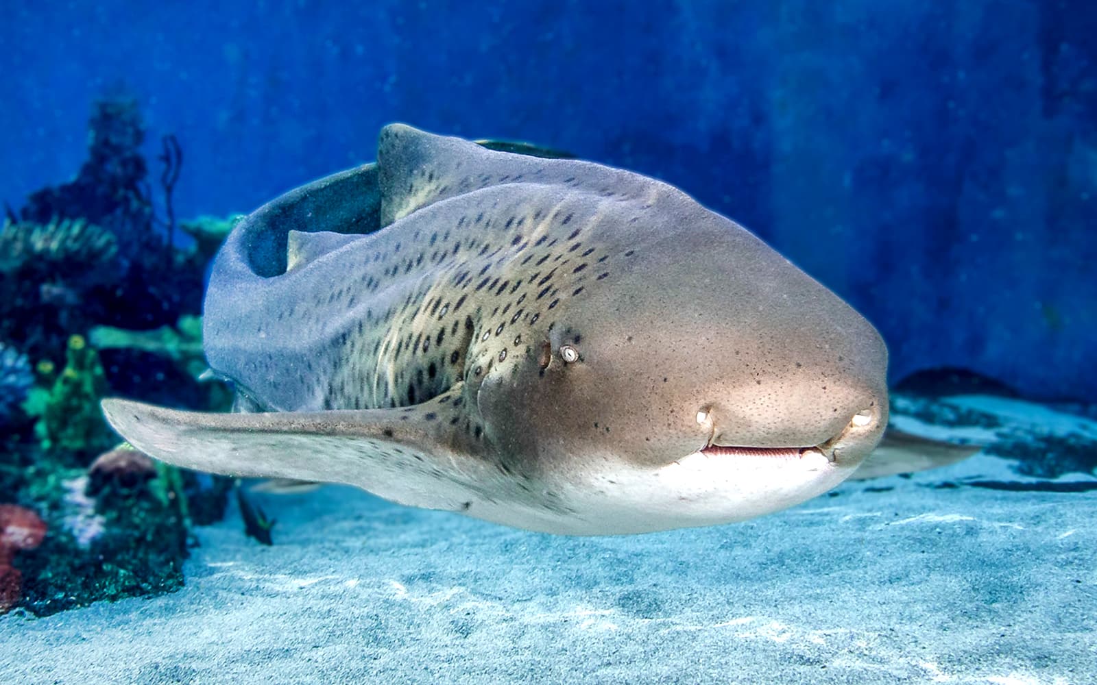 Aquarium of the Pacific Skip-the-Line Tickets in Los Angeles - Attractions | TickYourList