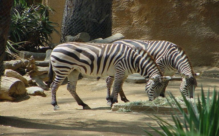 Los Angeles Zoo and Botanical Gardens tickets in Los Angeles - Book Now | TickYourList