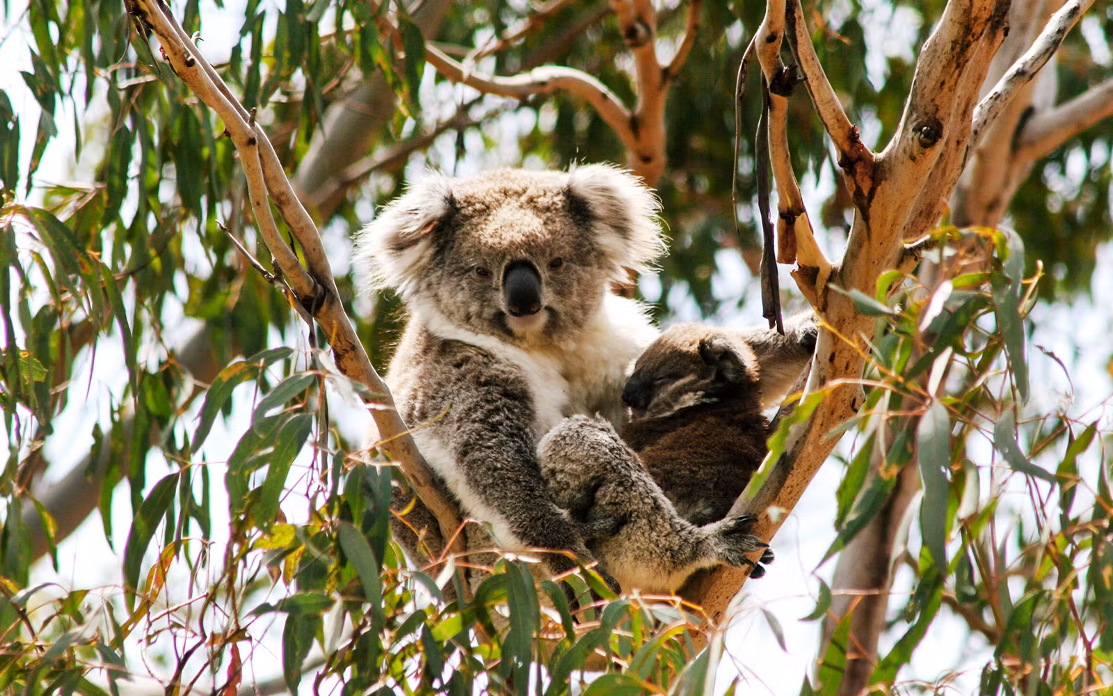 Koala Conservation Reserve Tickets & Optional Entry to Phillip Island Nature Parks