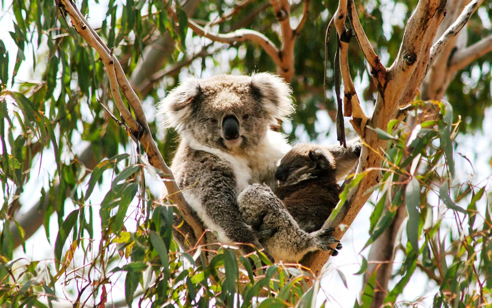 e26f5160011eb73428216bf3fbd04f8b-24292-melbourne-tickets-to-koala-conservation-reserve-in-phillip-island-04.avif