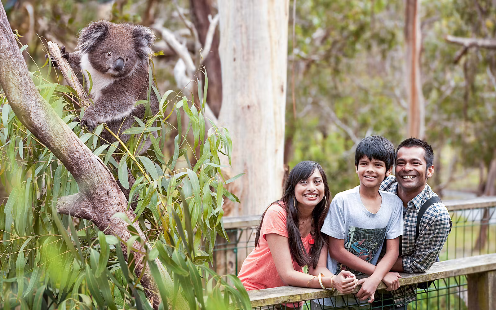 Koala Conservation Reserve Tickets & Optional Entry to Phillip Island Nature Parks in Melbourne - Activities | TickYourList
