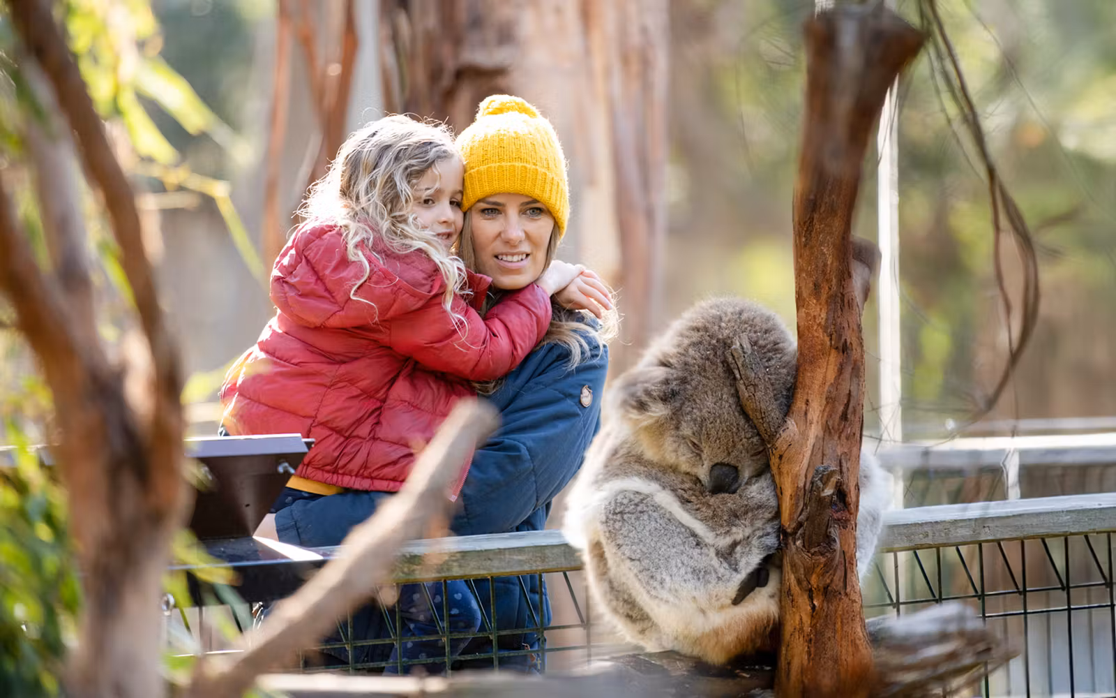 Koala Conservation Reserve Tickets & Optional Entry to Phillip Island Nature Parks in Melbourne - Highlights | TickYourList