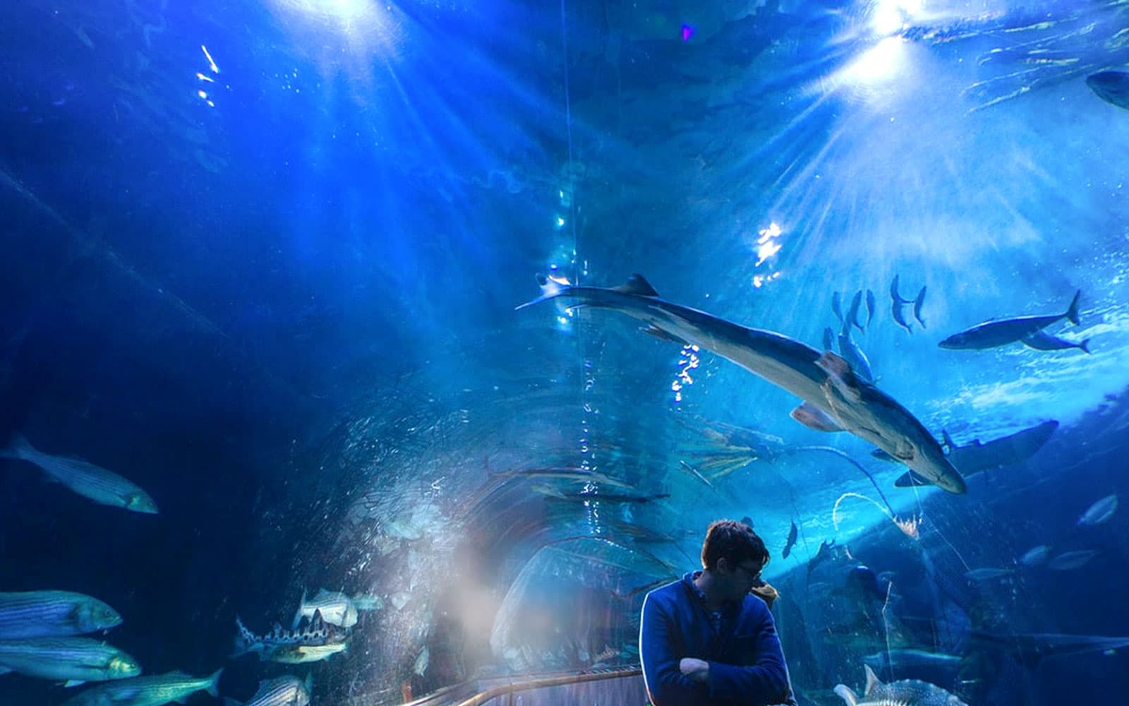 Aquarium of the Bay Tickets in San Francisco - Activities | TickYourList