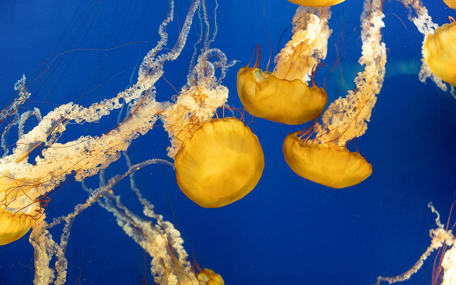 Aquarium of the Bay Tickets in San Francisco - Features | TickYourList