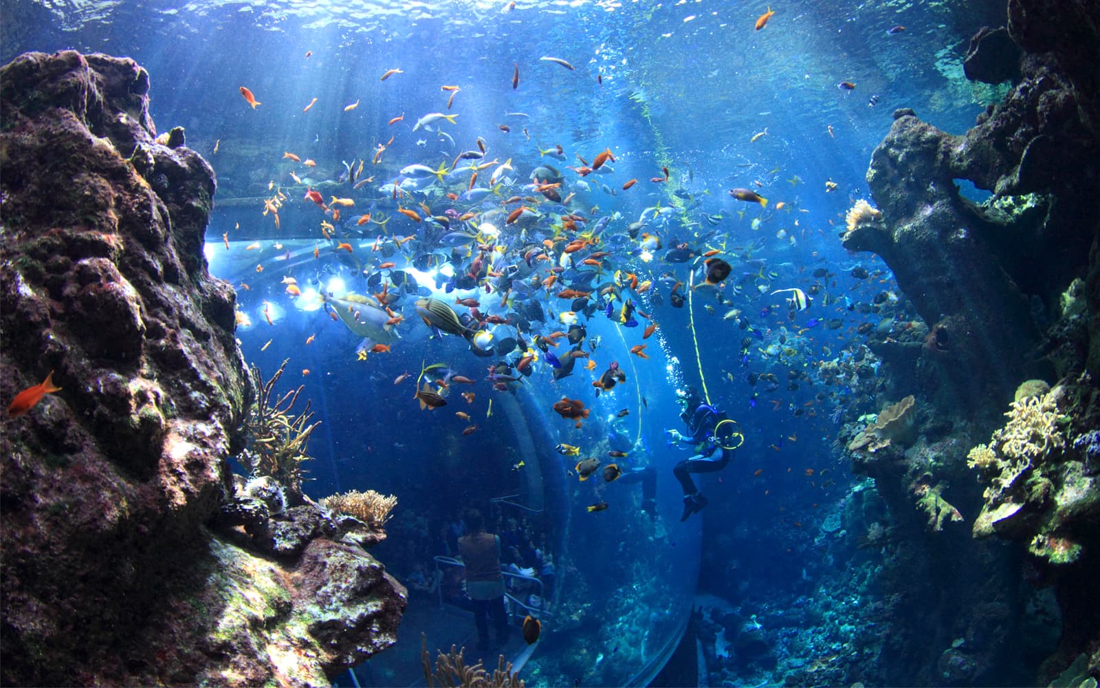 California Academy of Sciences Tickets
