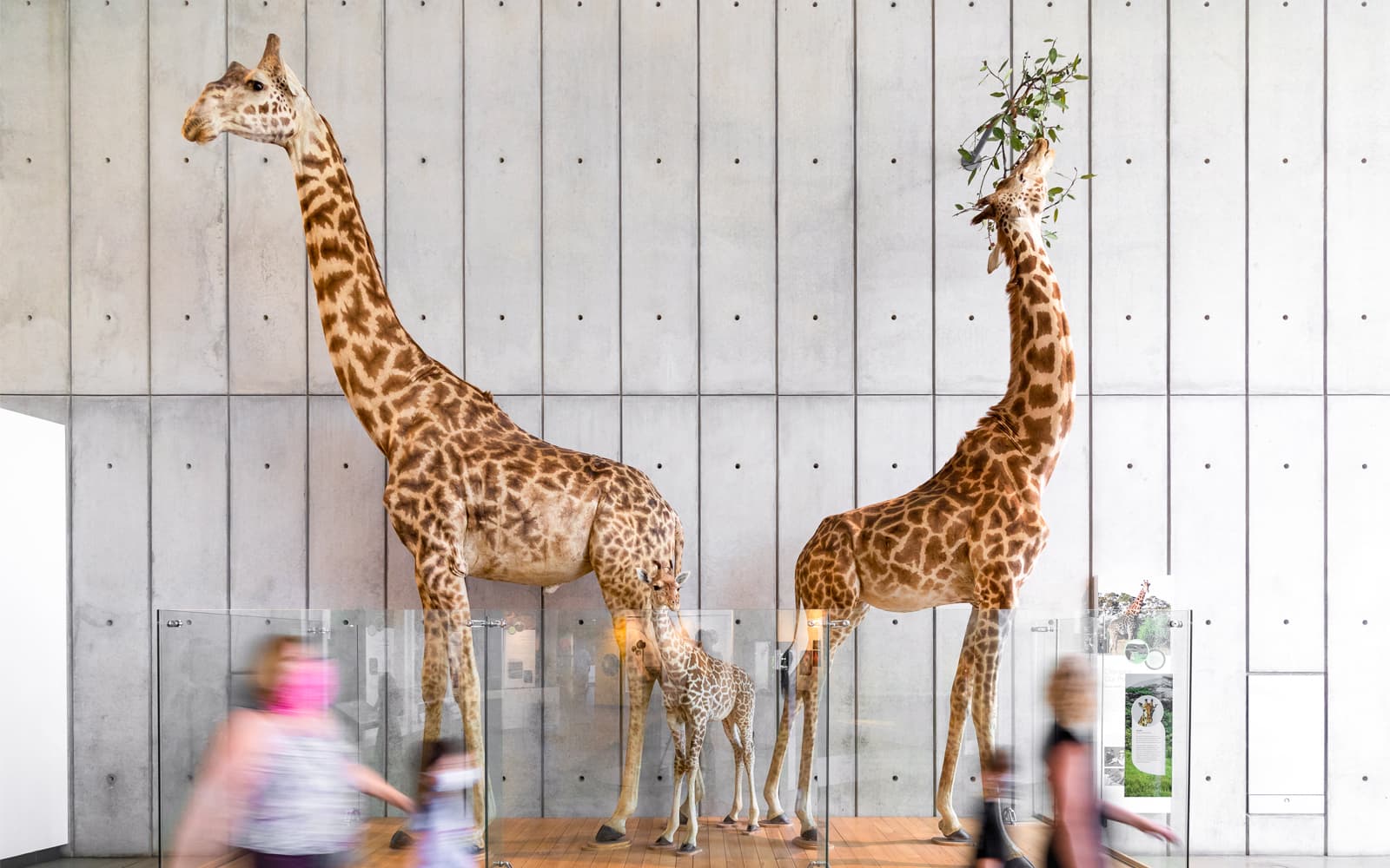 California Academy of Sciences Tickets in San Francisco - Highlights | TickYourList