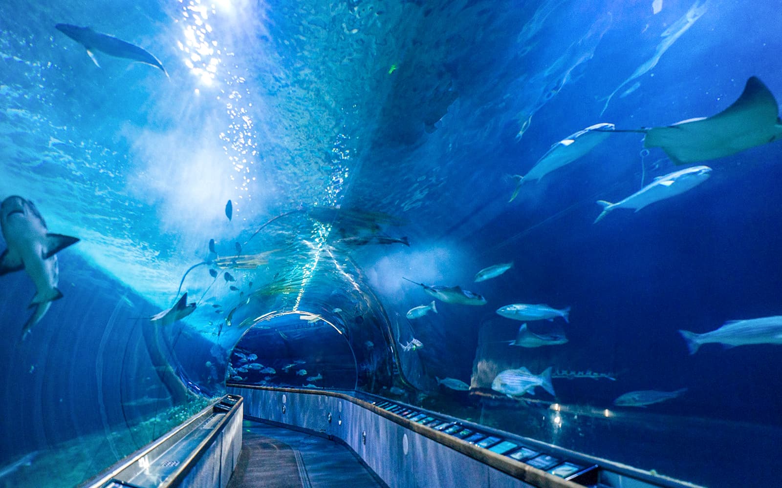 San Francisco Sightseeing Flex Pass: Choose 2 to 6 Attractions tickets in San Francisco - Full Experience | TickYourList