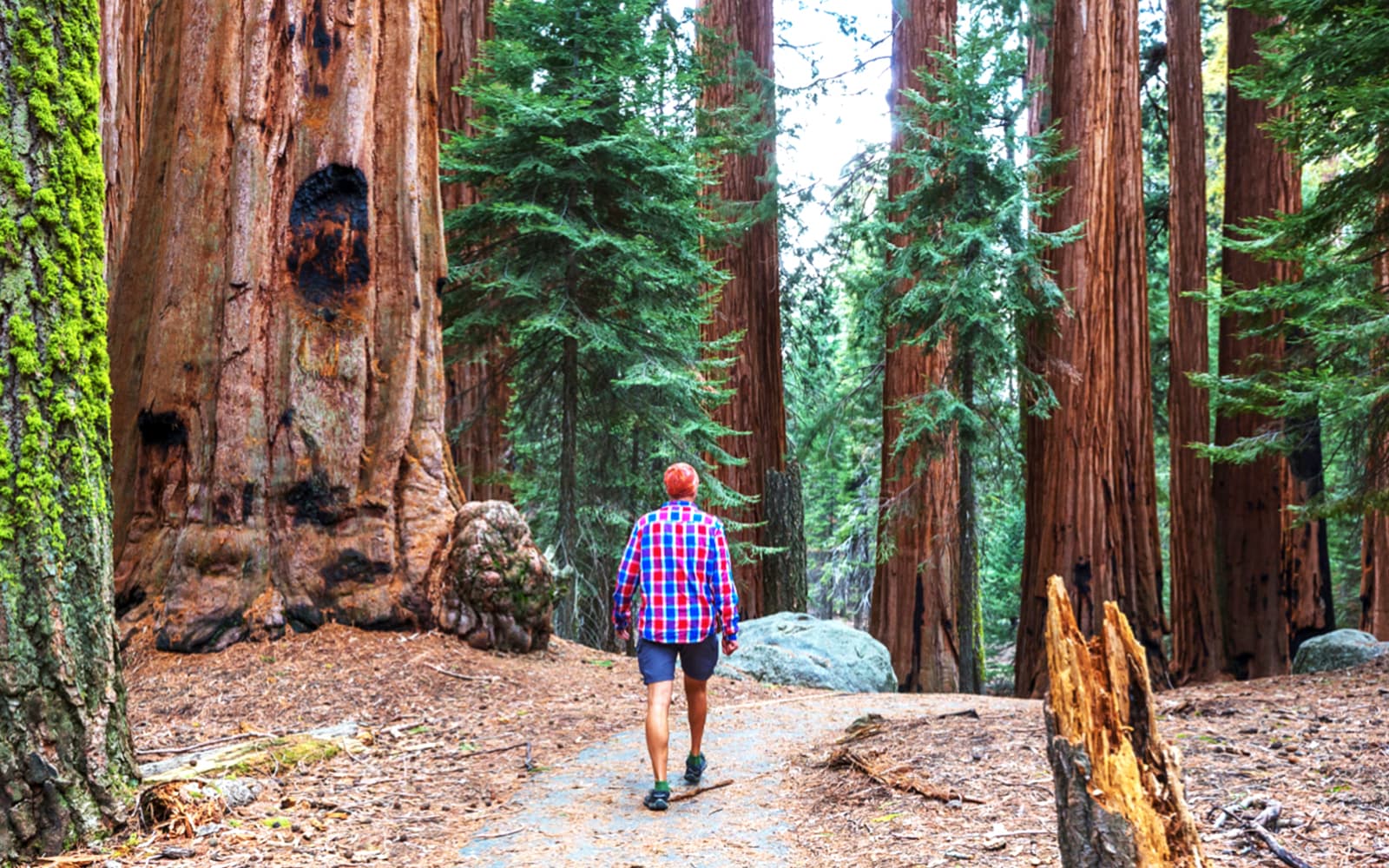 From San Francisco: Alcatraz, Muir Woods, & Sausalito Day Trip