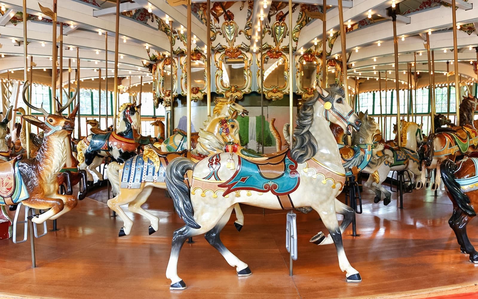 San Francisco Zoo Tickets in San Francisco - Highlights | TickYourList